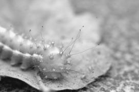 /In glorious colors - the most beautiful caterpillar I've ever seen ... /In glorious colors - the most beautiful caterpillar I've ever seen ...