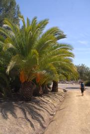 palmas con semillas