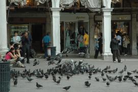 Venezia/Piazza S. Marco/Tauben und FotografInnen