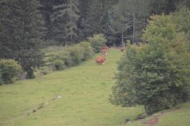 cows