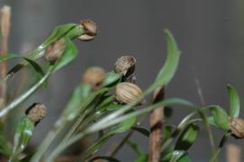 coriander sprouts (cilantro) from condiment