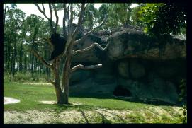 USA 1990/Miami Zoo/black bear USA 1990/Miami Zoo/black bear