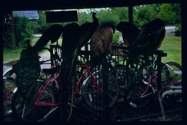 USA 1990/Charleston/peacocks in bike shed USA 1990/Charleston/peacocks in bike shed
