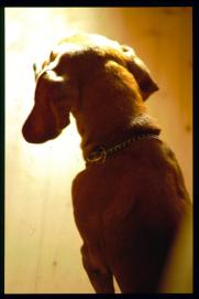 Trixi/Dachsbracke