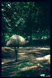 Guatemala 1996/emu?