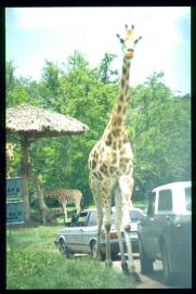 Guatemala 1996/girafe