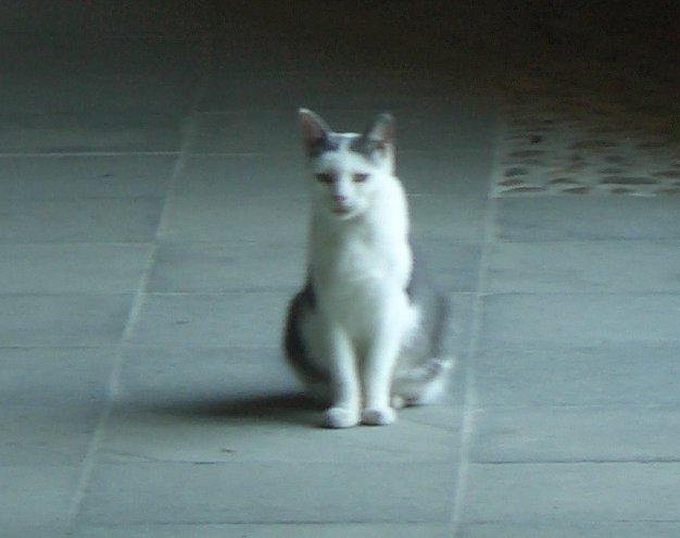 Budapest/cat below Hilton 3/